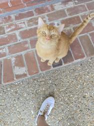 Reunited Male Cat last seen I-44 and Highway 50, Union, MO 63089