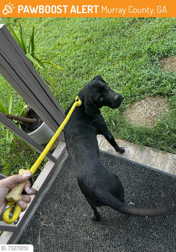 Found/Stray Male Dog last seen Dalton Airport, Murray County, GA 30705