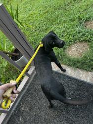 Found/Stray Male Dog last seen Dalton Airport, Murray County, GA 30705