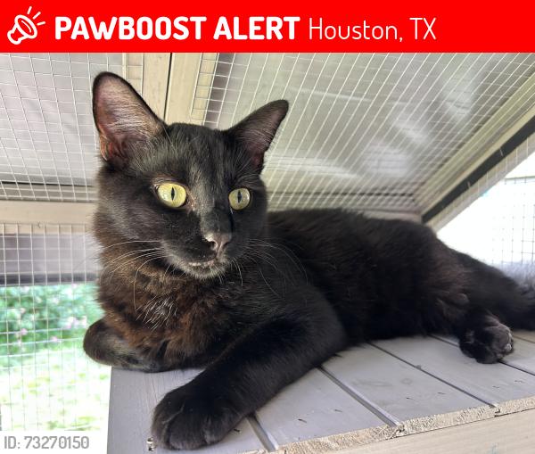 Lost Male Cat last seen Alba Rd and W42nd or Sue Barnett & W 42, Houston, TX 77018