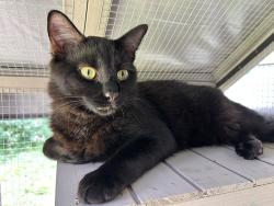Lost Male Cat last seen Alba Rd and W42nd or Sue Barnett & W 42, Houston, TX 77018