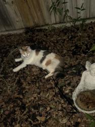 Reunited Female Cat last seen Haven lake dr., Houston, TX 77339