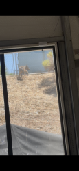 Found/Stray Unknown Dog last seen Melrose and Santa Fe, Oceanside, CA 92056
