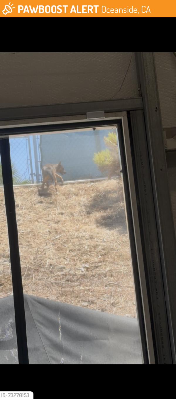Found/Stray Unknown Dog last seen Melrose and Santa Fe, Oceanside, CA 92056