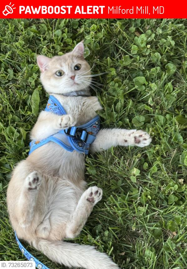 Lost Male Cat last seen Near block of Langford Road by the elementary school, Milford Mill, MD 21244