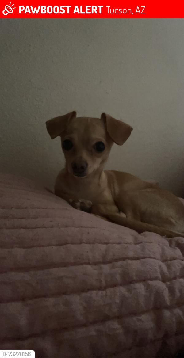 Lost Female Dog last seen Elvira/ Santa clara, Tucson, AZ 85756