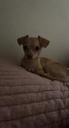 Lost Female Dog last seen Elvira/ Santa clara, Tucson, AZ 85756