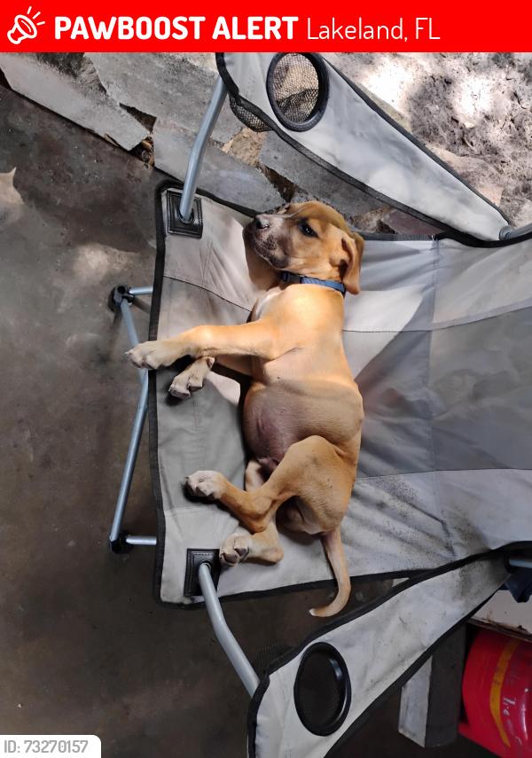 Lost Male Dog last seen Near north, Lakeland, FL 33810