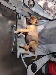 Lost Male Dog last seen Near north, Lakeland, FL 33810
