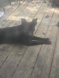 Found/Stray Female Dog last seen St. Mark catholic church, Independence, MO 64055