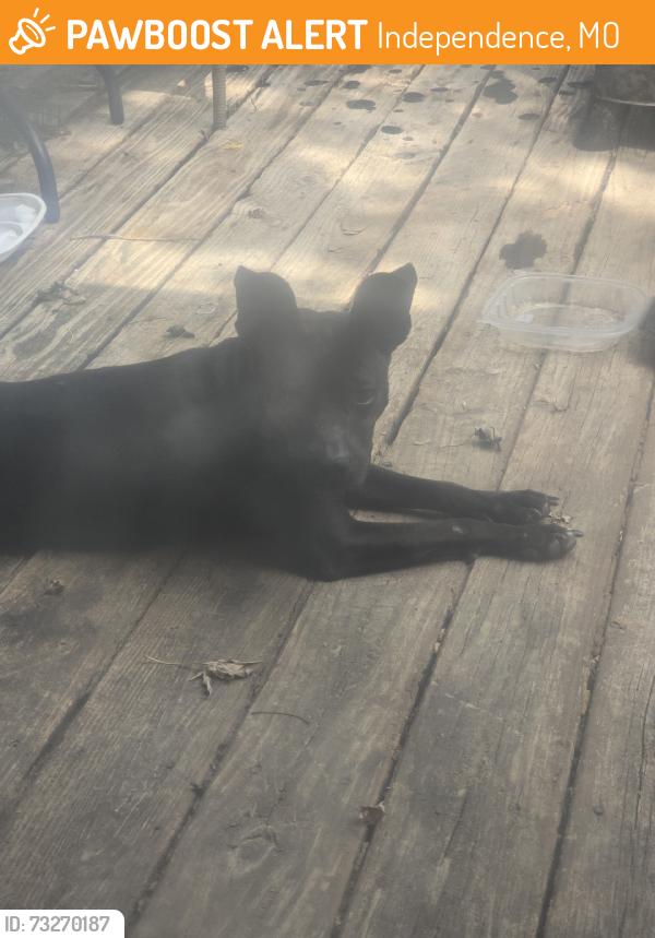 Found/Stray Female Dog last seen St. Mark catholic church, Independence, MO 64055