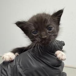 Shelter Stray Male Cat last seen Near Valle Avenue, San Diego, CA, 92113, 5500 Gaines St, San Diego, CA 92110, USA