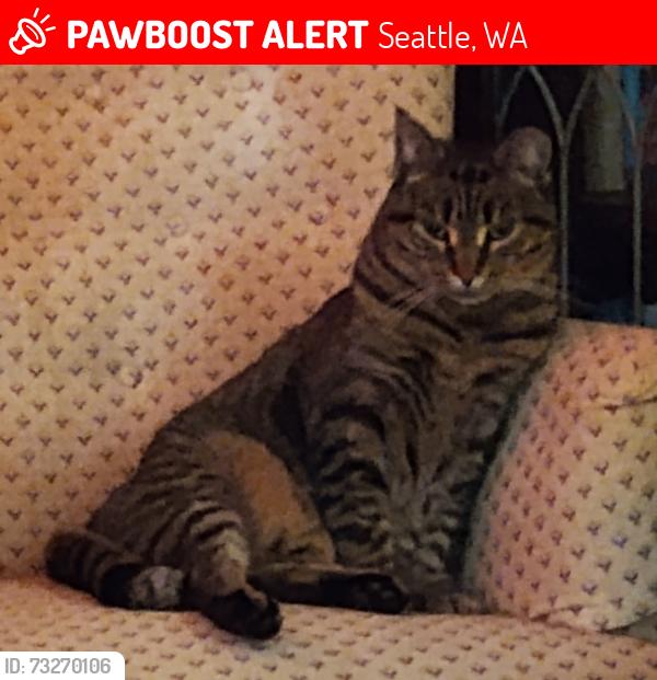Lost Female Cat last seen N 60th St & Palatine Ave N, Seattle, WA 98103