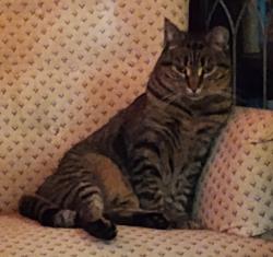 Lost Female Cat last seen N 60th St & Palatine Ave N, Seattle, WA 98103