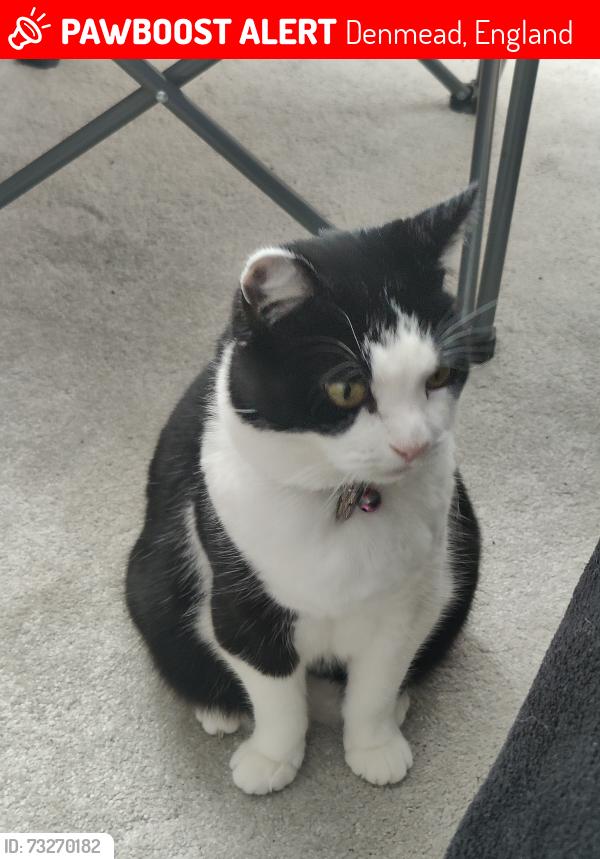 Lost Female Cat last seen Southwick Road, Denmead, England 