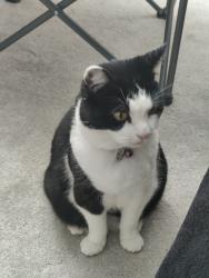 Lost Female Cat last seen Southwick Road, Denmead, England 