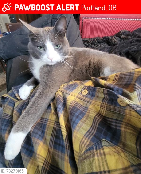Lost Male Cat last seen SE Boise, Portland, OR 97206