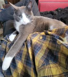 Lost Male Cat last seen SE Boise, Portland, OR 97206