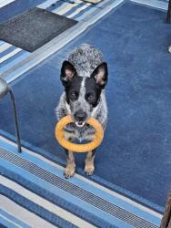 Reunited Female Dog last seen Near W Bowles Ave, Littleton, CO 80123, Littleton, CO 80123