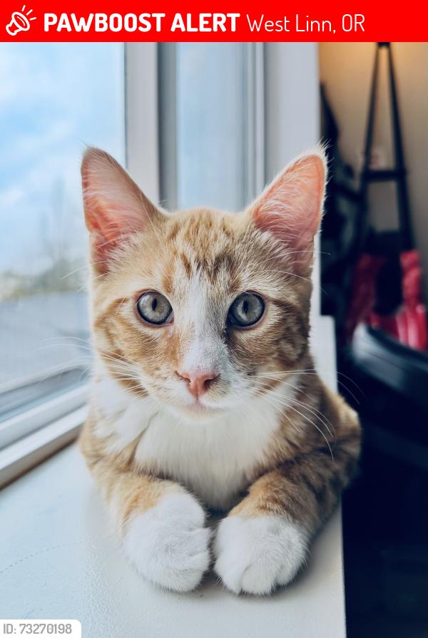 Lost Male Cat last seen Cascade Summit apmts, West Linn, OR 97068