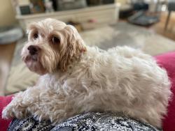 Reunited Female Dog last seen Glen Arbor Road in Red Bridge, Kansas City, MO 64131