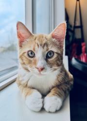 Lost Male Cat last seen Cascade Summit apmts, West Linn, OR 97068