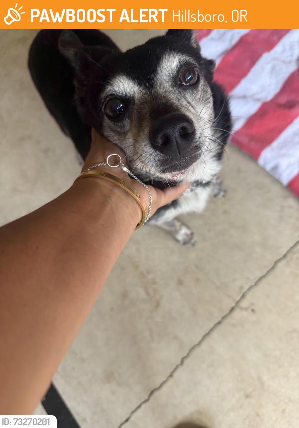 Found/Stray Male Dog last seen SE Davis, near Hilhi, Hillsboro, OR 97123