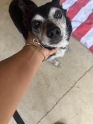 Found/Stray Male Dog last seen SE Davis, near Hilhi, Hillsboro, OR 97123