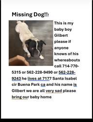 Lost Male Dog last seen Knott and holder, Buena Park, CA 90620