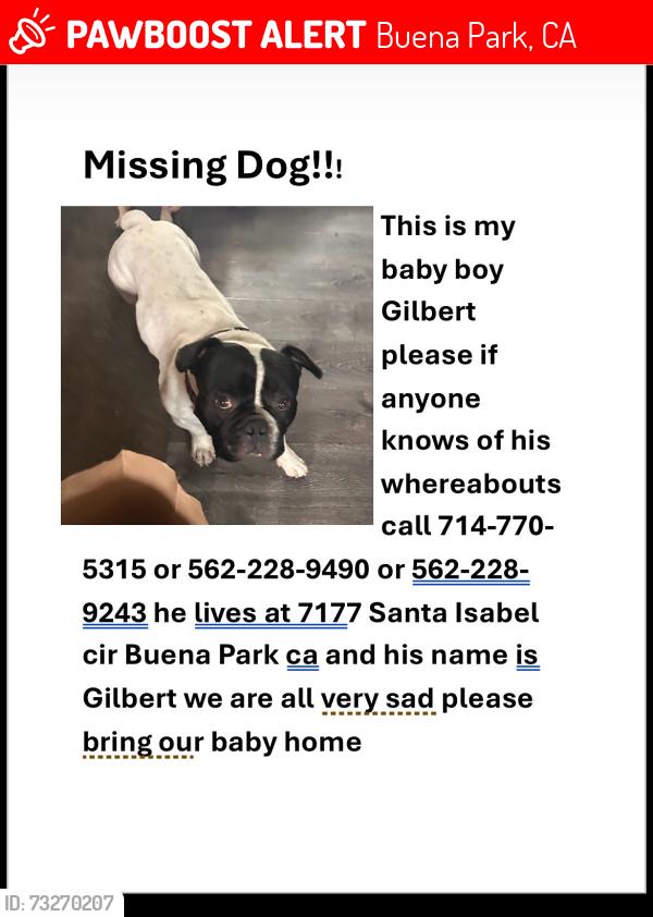 Lost Male Dog last seen Knott and holder, Buena Park, CA 90620