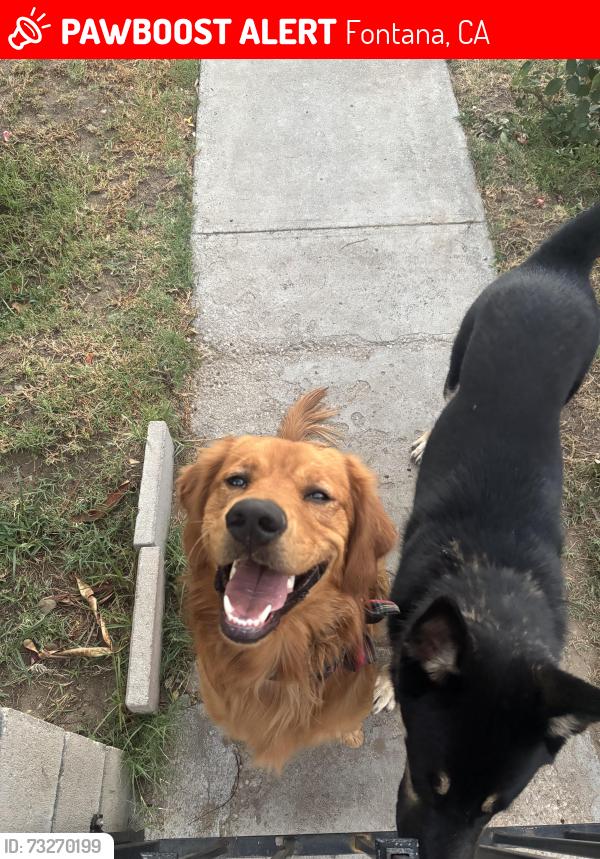 Lost Male Dog last seen hibiscus street, Fontana, CA 92335