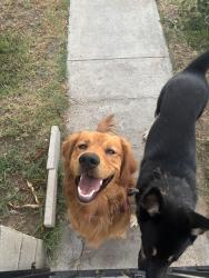 Lost Male Dog last seen hibiscus street, Fontana, CA 92335