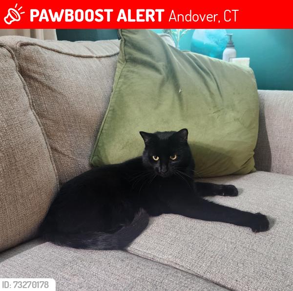 Lost Male Cat last seen Rockledge street Andover CT, Andover, CT 06232