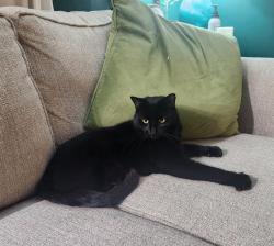 Lost Male Cat last seen Rockledge street Andover CT, Andover, CT 06232