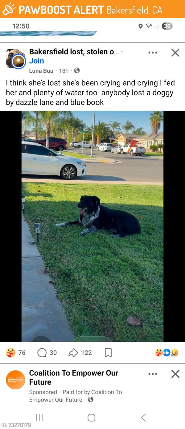 Found/Stray Unknown Dog last seen Dazzle Lane and Blue Book, Bakersfield, CA 93301