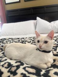 Lost Female Cat last seen Alafaya trail, Orlando, FL 32825