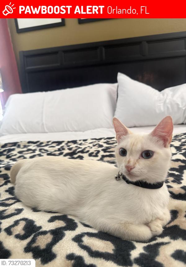 Lost Female Cat last seen Alafaya trail, Orlando, FL 32825