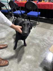 Reunited Male Dog last seen W Gate City Blvd, Greensboro, NC 27403