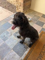 Found/Stray Male Dog last seen Emerald Valley ests, El Paso, TX 79932