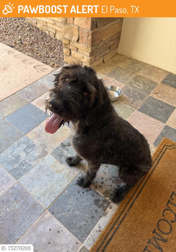 Found/Stray Male Dog last seen Emerald Valley ests, El Paso, TX 79932
