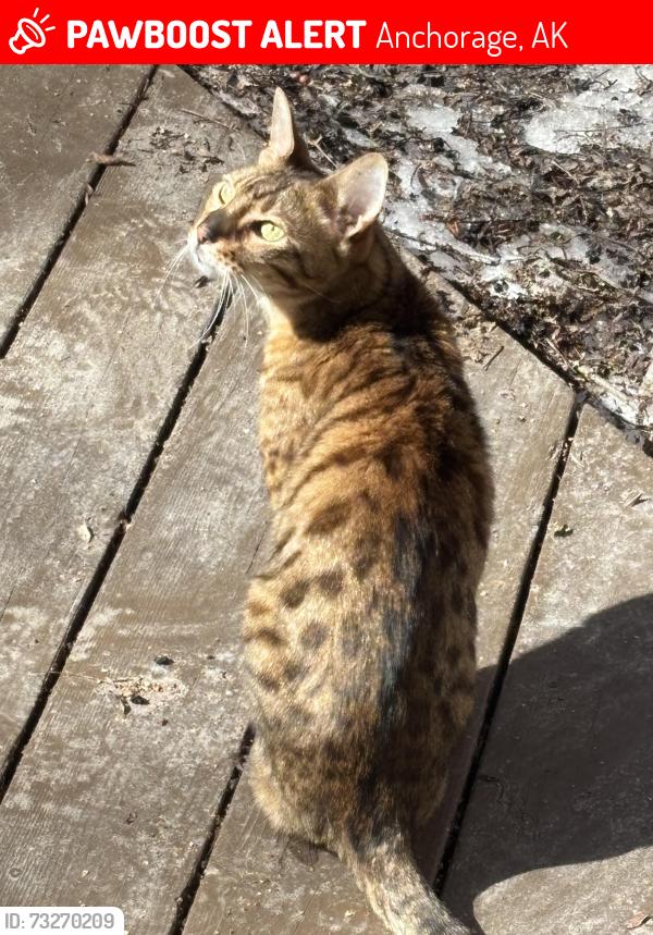 Lost Male Cat last seen 6450E Northern Lights, Anchorage, AK 99504