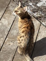 Lost Male Cat last seen 6450E Northern Lights, Anchorage, AK 99504