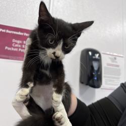 Shelter Stray Male Cat last seen , 3040 FL-590, Clearwater, FL 33759, USA