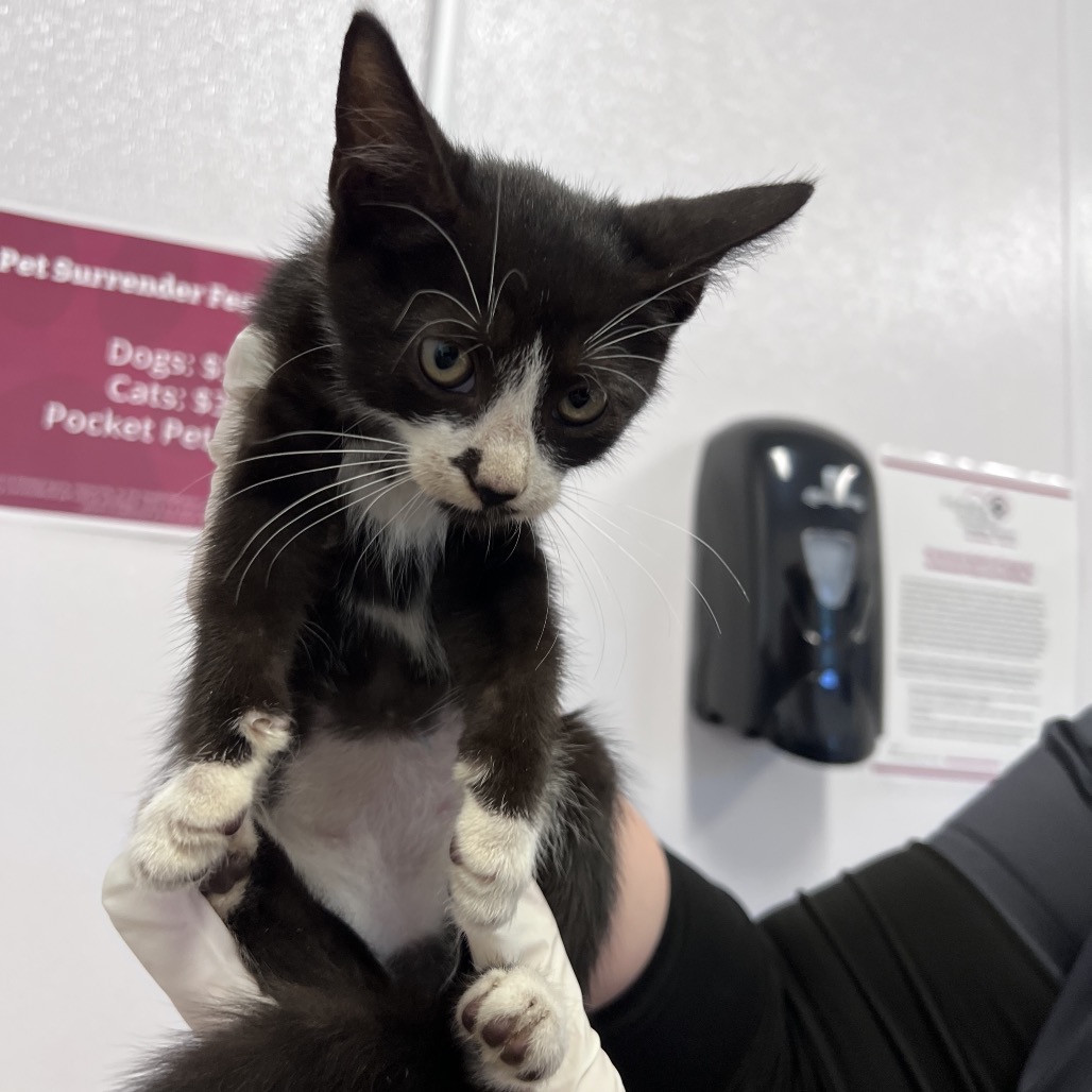 Shelter Stray Male Cat last seen , 3040 FL-590, Clearwater, FL 33759, USA