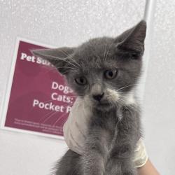 Shelter Stray Male Cat last seen , 3040 FL-590, Clearwater, FL 33759, USA