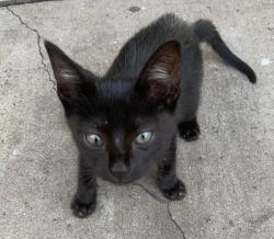 Lost Female Cat last seen Pleasant hill road Duluth or venture Pkwy NW, Duluth, GA 30096