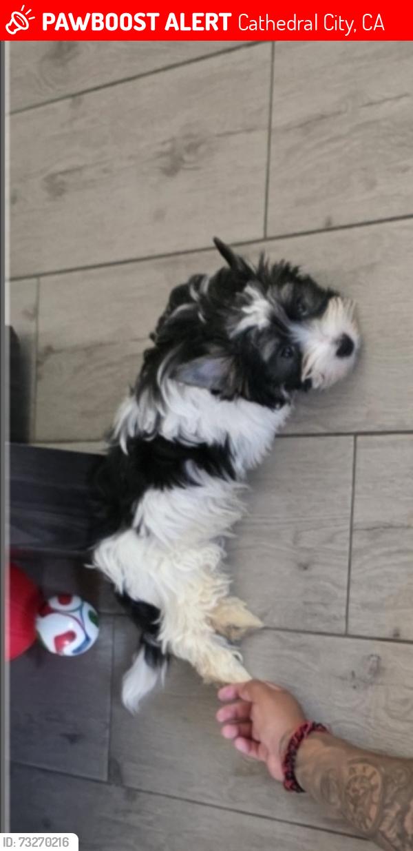 Lost Male Dog last seen Tortuga and Date palm, Cathedral City, CA 92234