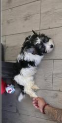 Lost Male Dog last seen Tortuga and Date palm, Cathedral City, CA 92234