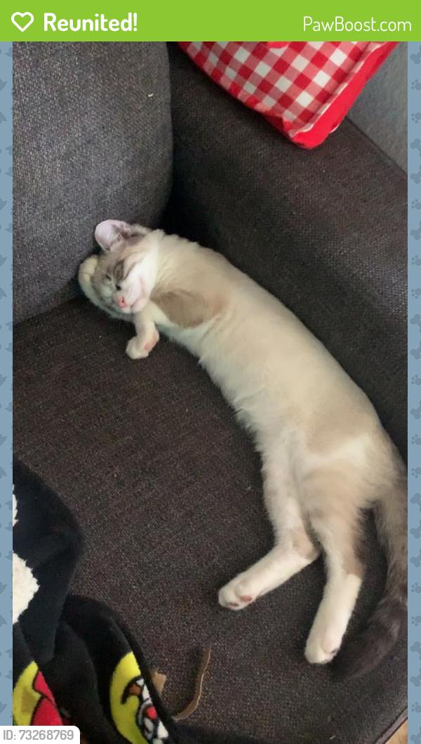 Reunited Male Cat last seen Near Catalina circle #296, Oceanside, CA 92056