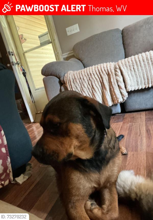 Lost Unknown Dog last seen Right by the church, Thomas, WV 26292